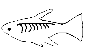 X Ray Fish Coloring Pages Sketch Coloring Page